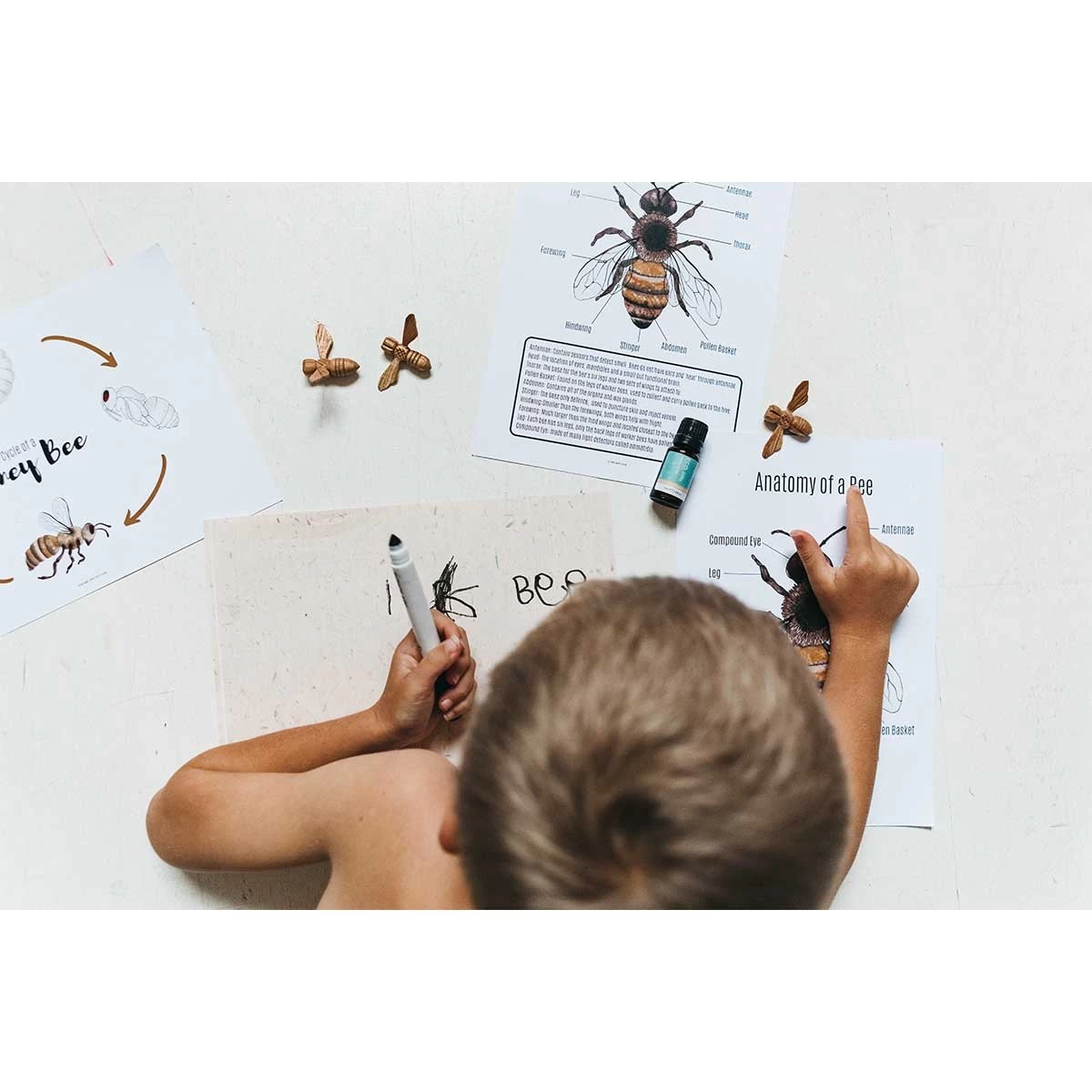 ECO MODERN ESSENTIALS - Kids Blends - Little Study Time 10ml 4 ECO MODERN ESSENTIALS - Kids Blends - Little Study Time 10ml - Image 2